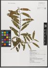 Foto von Salix triandra subsp. triandra L.